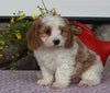 Cavapoo For Sale Sugarcreek OH Female-Sophia
