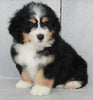 Mini Bernedoodle For Sale Millersburg OH Male-John