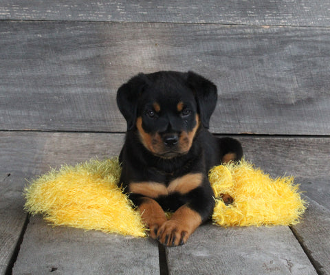 AKC Registered Rottweiler For Sale Applecreek OH Female-Astra