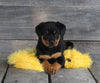 AKC Registered Rottweiler For Sale Applecreek OH Female-Astra
