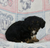 Mini Bernedoodle For Sale Millersburg OH Male-Greyson