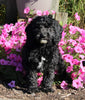 F1B Medium Labradoodle For Sale Millersburg OH Male-Fred SOLD