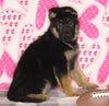 AKC Registered German Shepherd For Sale Millersburg OH Female-Mia