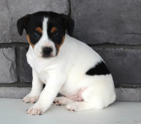 Jack Russel For Sale Millersburg OH Female-Summer