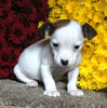 Jack Russel Terrier For Sale Fredericksburg OH Female-Sky