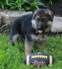 AKC Registered German Shepherd For Sale Millersburg OH Female-Roxie
