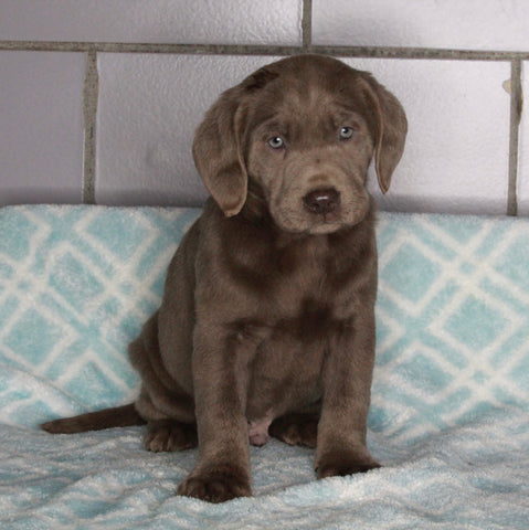 AKC Registered Silver Labrador Retreiver For Sale Sugarcreek OH Male-Chase