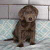 AKC Registered Silver Labrador Retreiver For Sale Sugarcreek OH Male-Chase