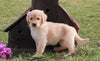 AKC Registered Golden Retriever For Sale Fredericksburg, OH Female- Lisa