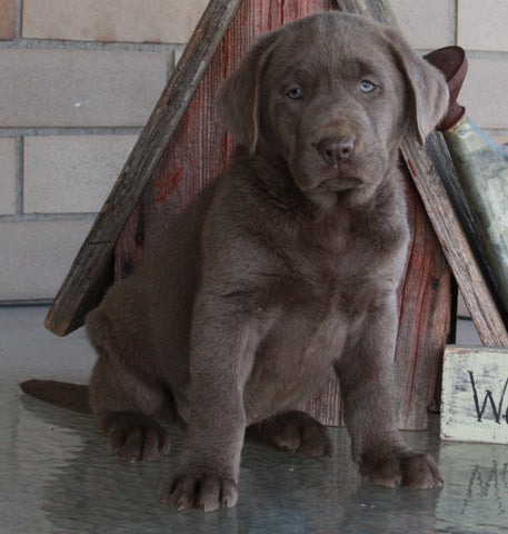 AKC Registered Labrador Retriever Silver For Sale Sugarcreek OH Male-Shadow