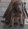 AKC Registered Labrador Retriever Silver For Sale Sugarcreek OH Male-Shadow