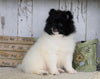 Pomeranian For Sale Millersburg, OH Male- Charles