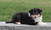 Collie (Lassie) For Sale Fredricksburg , OH Betz