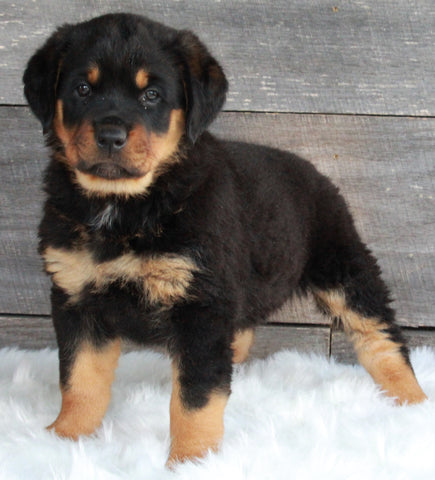 AKC Registered Rottweiler For Sale Applecreek OH-Male Mason