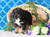 Bernedoodle For Sale Sugarcreek, OH Male- Nemo