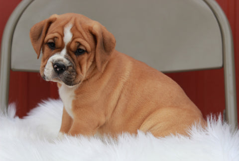 Beabull For Sale Wooster, OH Female- Dixie