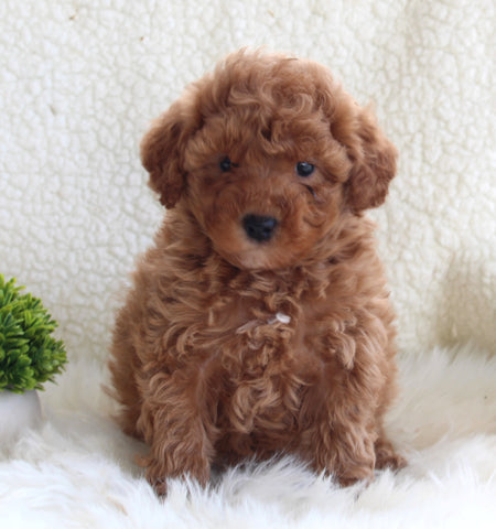 AKC Registered Miniature Poodle For Sale Millersburg OH Male-Tarzan