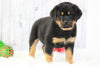 AKC Registered Rottweiler For Sale Holmesville, OH Male- Brady