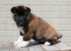 AKC Registered Akita For Sale Millersburg, OH Female- Luna