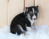 German Shepherd/ Siberian Husky Mix For Sale Millersburg, OH Male- Bruno