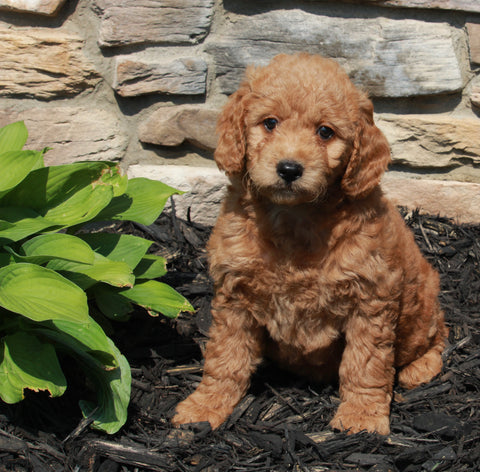 Mini Goldendoodle For Sale Sugarcreek OH Female-Sky