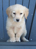 AKC Registered Golden Retriever For Sale Millersburg OH Male-Sam