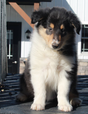 AKC Registered Collie Lassie For Sale Fredericksburg OH Female-Carmen
