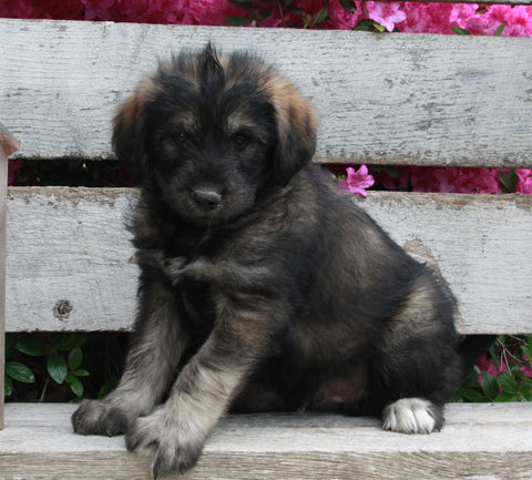 Huskipoo For Sale Sugarcreek OH Male-Dexter