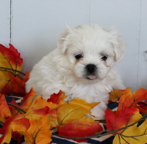 Mal-Shi For Sale Apple Creek OH Male-Benson