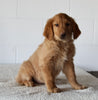 AKC Registered Golden Retriever For Sale Millersburg OH Male-Fido