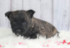 AKC Registered Cairn Terrier For Sale Millersburg, OH Female- Jade