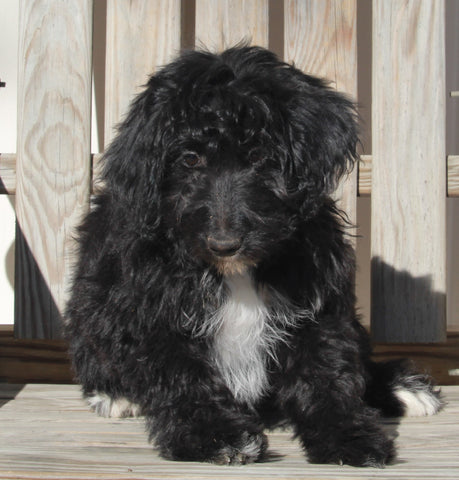 Aussiedoodle For Sale Millersburg OH Female-Sophia MAKE AN OFFER