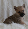 AKC Registered Cairn Terrier For Sale Millersburg OH Male-Myles