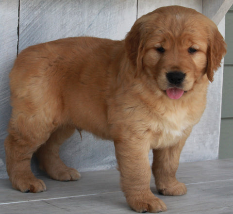 AKC Registered Golden Retriever For Sale Millersburg OH-Male Ashton
