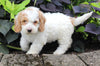 F1BB Mini Labradoodle For Sale Millersburg OH Female-Esther