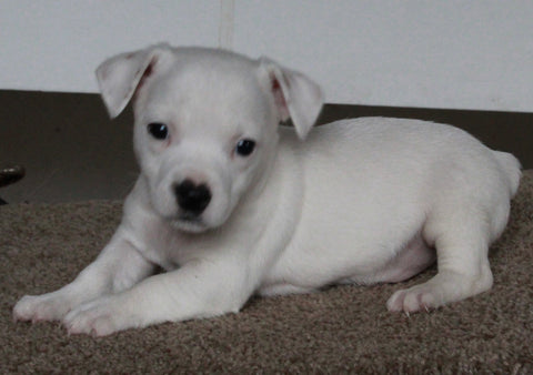 Jack Russel Terrier For Sale Fredericksburg OH Male-Rocky