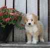 Mini Bernedoodle For Sale Sugarcreek OH Male-Cinnamon