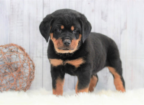 AKC Registered Rottweiler For Sale Holmesville, OH Male- Asher