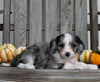 Aussiedoodle For Sale Millersburg OH Female-Jewel
