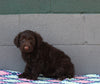 AKC Registered Portuguese Water Dog For Sale Fredricksburg OH Male-Edison