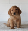 AKC Registered Golden Retriever For Sale Millersburg OH Male-Fido