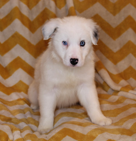 ABCA Registered Border Collie For Sale Warsaw OH Female-Luna