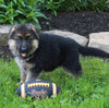 AKC Registered German Shepherd For Sale Millersburg OH Female-Roxie