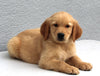 AKC Registered Golden Retriever For Sale Brinkhaven OH Male-Wyatt