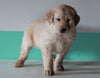 AKC Registered Golden Retriever For Sale Dundee, OH Female- Lilly