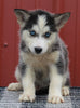 Pomsky Puppy For Sale Wooster OH -Male Ringo