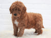 Goldendoodle (Standard) For Sale Dundee, OH Male- Henry