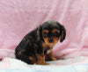 Cavalier For Sale Millersburg OH Male-Joey