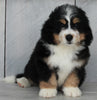 Mini Bernedoodle For Sale Millersburg OH Male-John