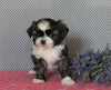 Shih Tzu For Sale Millersburg, OH Female- Lollipop *House Trained*